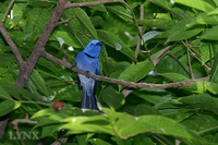 Black-naped Monarch 黑枕王鶲