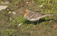 Fig. 19. Red-throated  Pipit : 붉은가슴밭종다리