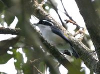 アカバネモズチメドリ White-browed Shrike-Babbler Pteruthius flaviscapis