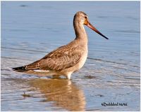 Barge hudsonienne - Limosa haemastica - Hudsonian Godwit