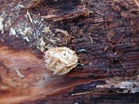 Saperda perforata