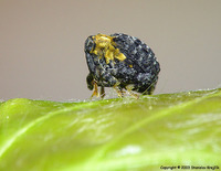 Cionus tuberculosus