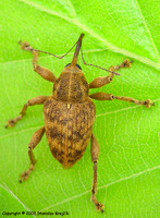 Curculio venosus