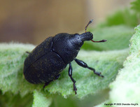 Larinus obtusus