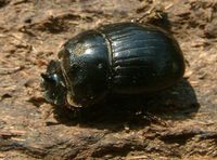 Copris lunaris