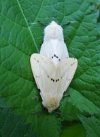 Spilosoma lutea - Buff Ermine