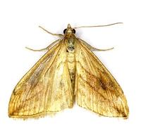 Evergestis forficalis - Garden Pebble Moth