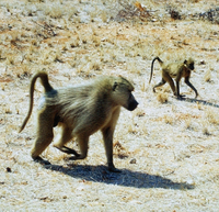 Yellow baboon (Papio cynocephalus)