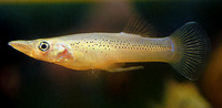 Belonesox belizanus, Topminnow: aquarium