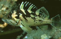 Sebastes chrysomelas, Black-and-yellow rockfish:
