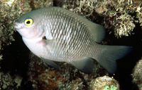 Stegastes fasciolatus, Pacific gregory: fisheries