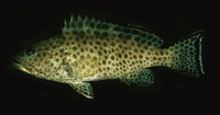 Epinephelus areolatus, Areolate grouper: fisheries, aquaculture