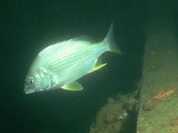 Acanthopagrus latus, Yellowfin seabream: fisheries, aquaculture