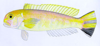 Branchiostegus wardi, Ward's tilefish: