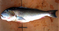 Lopholatilus villarii, Tile fish: