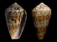 Conus guanche