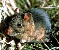 Image of: Neotoma floridana (eastern woodrat)