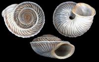 Canariella eutropis