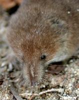 Image of: Sorex cinereus (cinereus shrew)