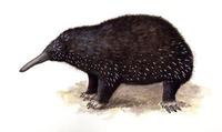 Image of: Zaglossus (long-beaked echidnas)