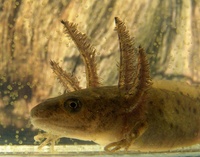 Triturus cristatus - Northern Crested Newt