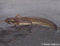 Triturus italicus - Italian Newt