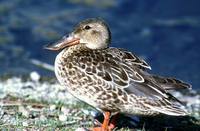 Anas clypeata - Northern Shoveler