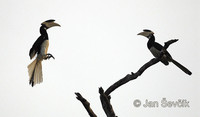 Anthracoceros coronatus - Malabar Pied-Hornbill