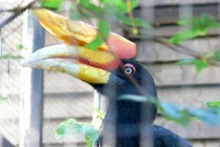 Buceros rhinoceros - Rhinoceros Hornbill