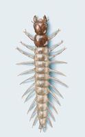 Image of: Archichauliodes diversus