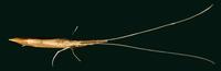 Image of: Leptoceridae (long-horn caddisflies)