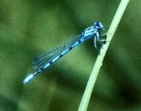 Image of: Zygoptera (damselflies)