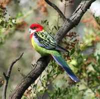 Platycercus eximius - Eastern Rosella