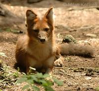 Cuon alpinus lepturus - Chinese Alpine Wolf