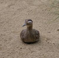 Image of: Burhinus bistriatus (double-striped thick-knee)