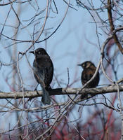 Image of: Euphagus carolinus (rusty blackbird)