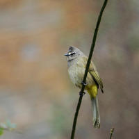 Image of: Pycnonotus flavescens (flavescent bulbul)