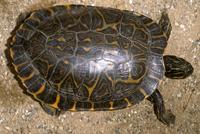 Image of: Pseudemys concinna (river cooter)