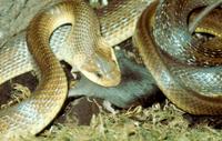 Zamenis longissimus - Aesculapean Snake