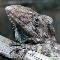 Anolis barbatus