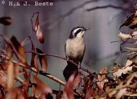 Black-eared Cuckoo - Chrysococcyx osculans