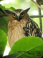 Buffy Fish Owl - Ketupa ketupu