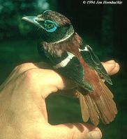 Visayan Wattled Broadbill - Eurylaimus samarensis