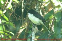 Black-headed Sibia - Heterophasia melanoleuca