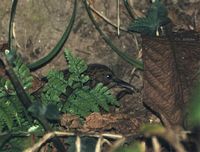 Long-billed Wren Babbler - Rimator malacoptilus