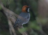 Rufous-headed Robin - Luscinia ruficeps