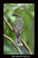 Olive backed Oriole