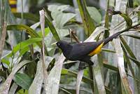 Yellow-rumped Cacique (Cacicus cela) photo