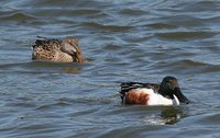 Northern Shoveler - Anas clypeata