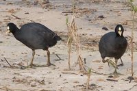 Red-gartered Coot - Fulica armillata